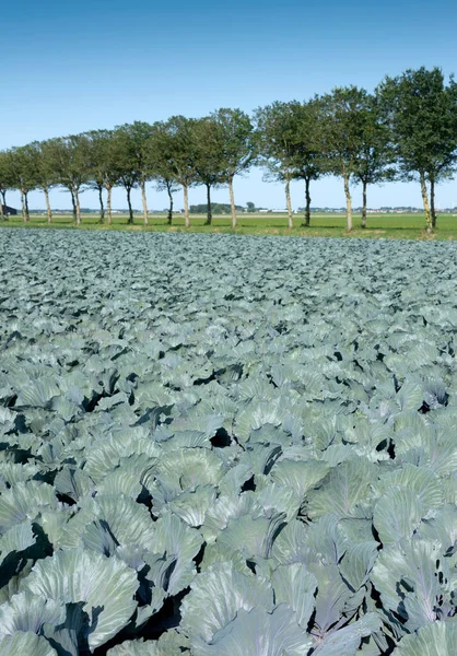 Champ de chou rouge sous le ciel bleu de l'été dans la province néerlandaise de noord holland — Photo