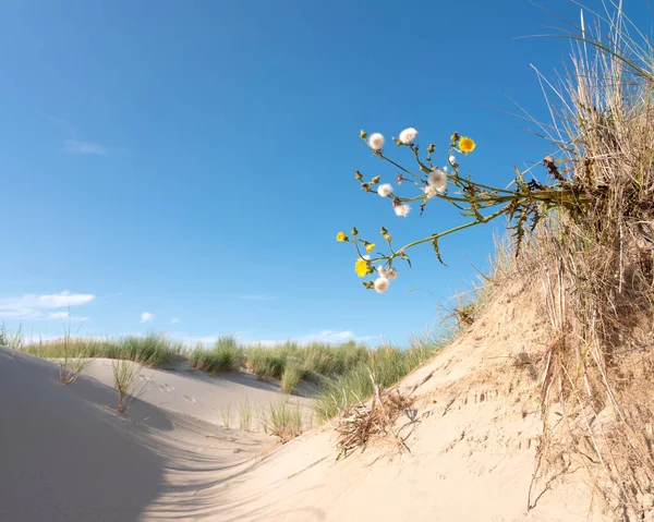 Flores amarillas bajo cielo azul de verano en dunas holandesas — Foto de Stock