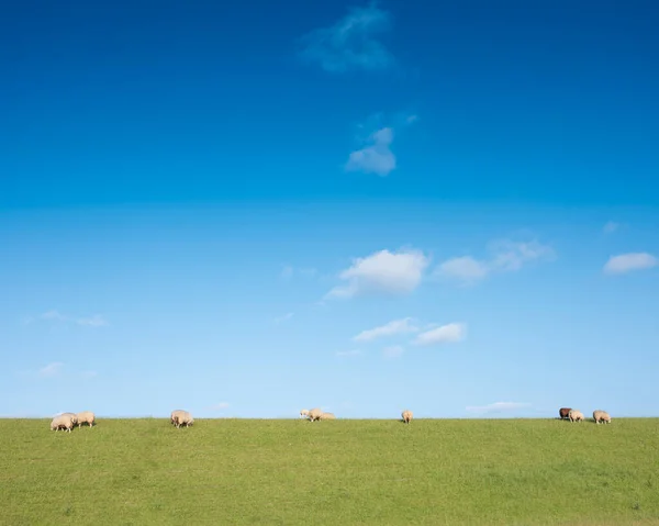 Ovejas en el dique de hierba bajo el cielo azul en los Países Bajos — Foto de Stock