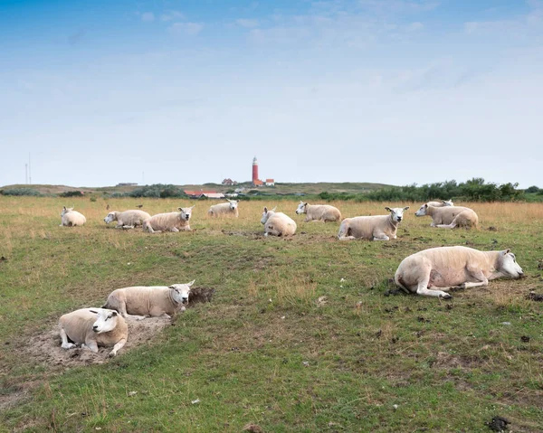 Owiec w trawie na grobli w pobliżu de cocksdorp i latarni morskiej na holenderskiej wyspie texel w dolnej części — Zdjęcie stockowe
