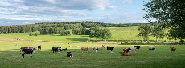 Vacas en variaciones de blanco, negro, marrón y rojo en verde paisaje de campo herboso del norte de Francia cerca de charleville —  Fotos de Stock