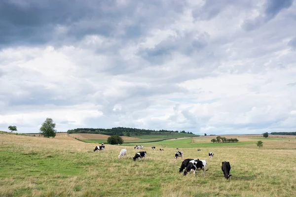 Paisaje de verano con prados verdes y vacas en ardenas francesas cerca de charleville —  Fotos de Stock