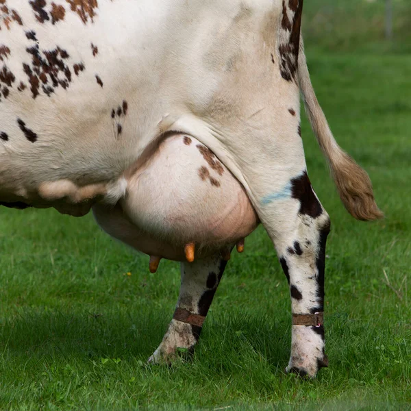 Primo piano della mammella sotto la mucca maculata nel prato erboso verde — Foto Stock