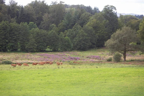 Groupe de vaches limousin en france près de bruyère et forêt — Photo