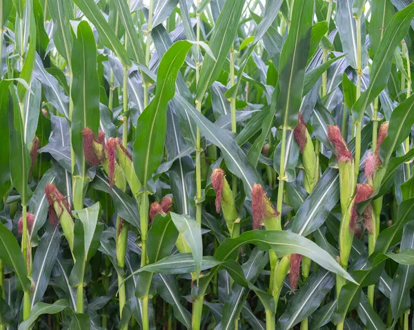 Närbild av majsfält med kolvar nästan redo för skörd — Stockfoto