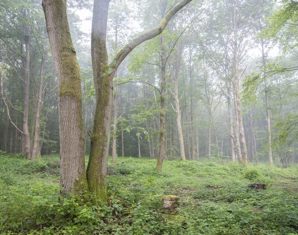 Лес в утреннем тумане у реки Сены во французской нормандии — стоковое фото