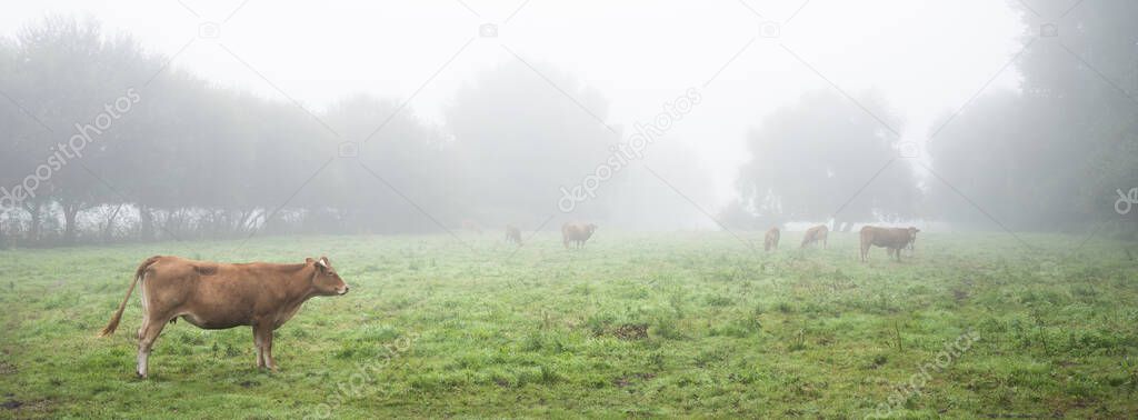 misty meadow with cows in french natural park boucles de la seine between rouen and le havre in summer