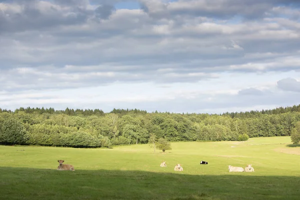 Cows in beautiful park landscape of french ardennes in beautiful evening light — Stock Photo, Image