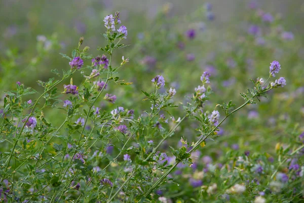 Fleurs violettes sur une grande quantité de plantes de trèfle dans le champ français — Photo