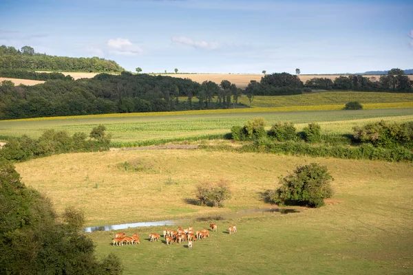 Cows in beautiful landscape of french morvan in burgundy under blue sky in summer — Stock Photo, Image