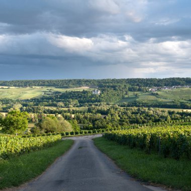 Fransız Bölgesi 'nin güneyindeki Marne Vadisi' ndeki üzüm bağları. Şampanya Ardenne.