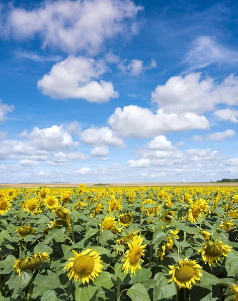 Feld mit Sonnenblumen unter blauem Himmel in den französischen Champagnerardennen nahe der Stadt Reims — Stockfoto