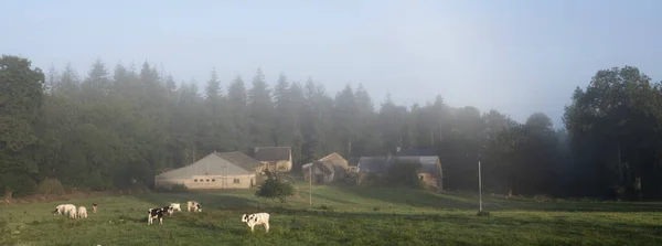 Bezerros holandeses perto da velha fazenda no centro da Bretanha francesa no nevoeiro da manhã — Fotografia de Stock
