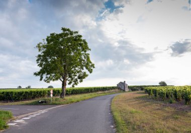 Fransa 'da Loire-Anjou-Touraine nehri yakınlarındaki Parc naturel bölgesindeki üzüm bağları ve eski taş duvarlar.