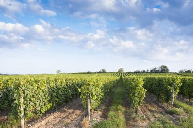 Parc naturel 'deki Saumur yakınlarındaki bölge üzüm bağlarıyla Loire-Anjou-Touraine