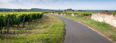 Fransa 'da Loire-Anjou-Touraine nehri yakınlarındaki Parc naturel bölgesindeki üzüm bağları ve eski taş duvarlar.