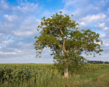 Fransa 'da turlar ve Parc naturel bölgesel Loire-Anjou-Touraine' deki kızgınlıklar arasında mavi yaz gökyüzü altında ayçiçeği tarlaları ve ağaç