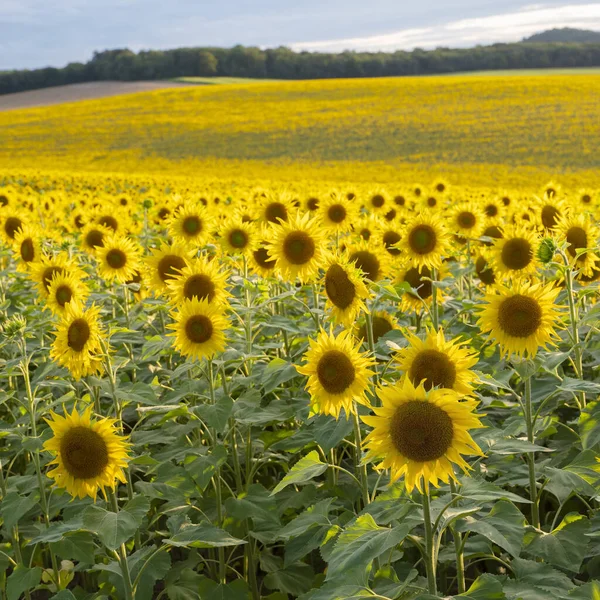 Abstraktes Muster sich wiederholender Sonnenblumen auf großem landwirtschaftlichen Feld — Stockfoto