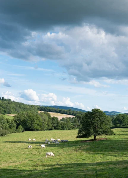 Piękny krajobraz francuskiego morwana z zielonymi polami trawiastymi i lasami pod błękitnym niebem i krowami — Zdjęcie stockowe