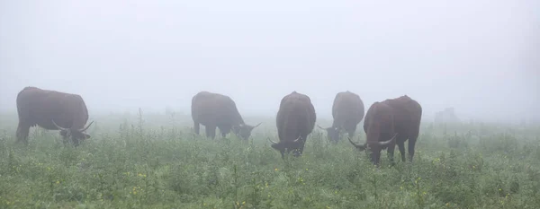 Long horned cows on foggy morning in regional park between rouen and le havre in northern france — Stock Photo, Image