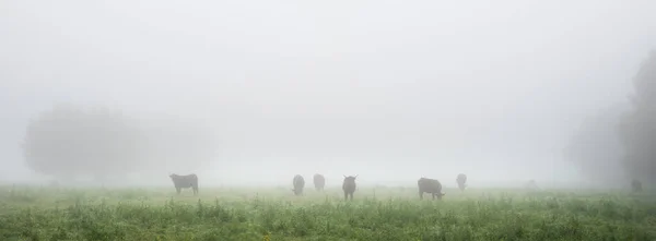 Vacas de chifres longos na manhã nebulosa no parque regional entre rouen e le havre no norte da frança — Fotografia de Stock