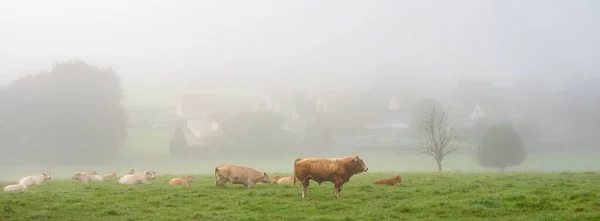 法国北部的鲁昂与勒哈夫尔之间的地区公园，在一个雾蒙蒙的早晨，靠近村子的地方，公牛和奶牛 — 图库照片