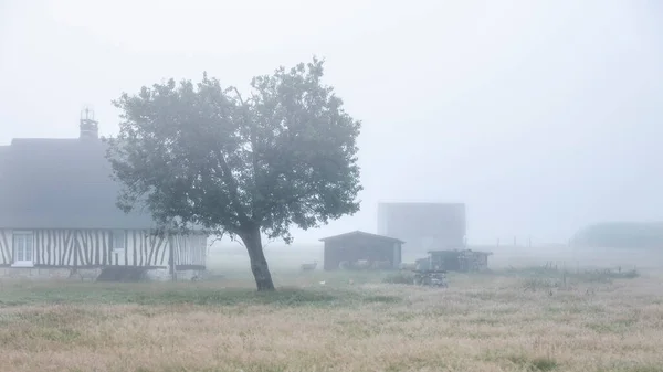 Stare farmy z drewna i owiec we Francji normandy podczas porannej mgły w lecie — Zdjęcie stockowe