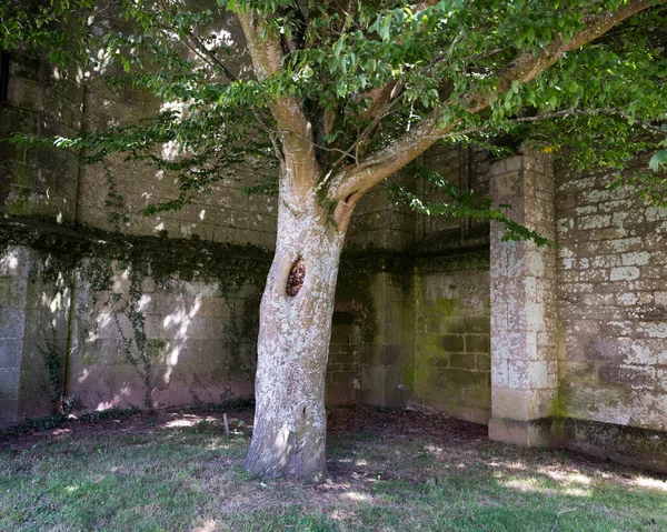 Albero e vecchio muro della chiesa con muschio quasi assomigliare — Foto Stock