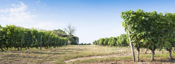 Viñedos y viejos muros de piedra en Parc naturel regional Loira-Anjou-Touraine cerca del loira del río en Francia —  Fotos de Stock