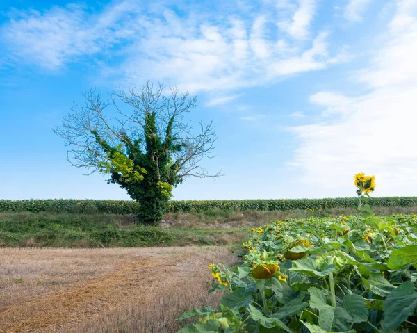 Campos de girasol y árboles bajo el cielo azul del verano en Francia entre tours y enojos en Parc naturel regional Loire-Anjou-Touraine —  Fotos de Stock