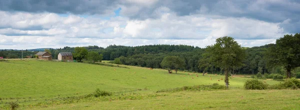 Коричневые коровы лимузина и старая ферма рядом с лесом в красивом летнем пейзаже вблизи лимузинов во Франции — стоковое фото