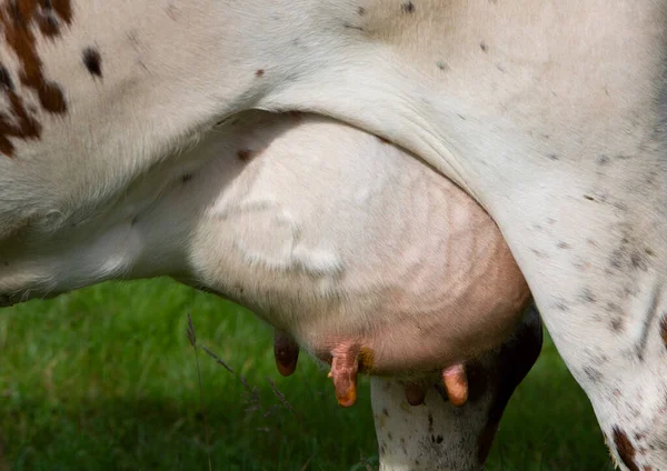 Närbild av juver under fläckig ko i grön gräsbevuxen äng — Stockfoto