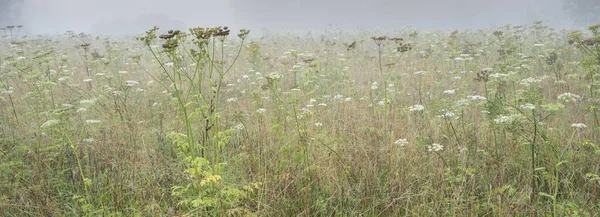 Campo con fiori estivi nella nebbia mattutina vicino rouen in normandia francese — Foto Stock