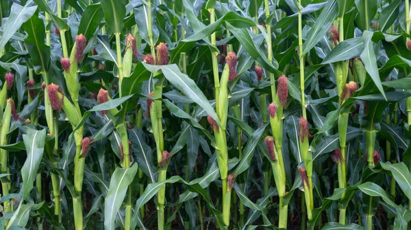 Primer plano del maizal con mazorcas casi listas para la cosecha —  Fotos de Stock