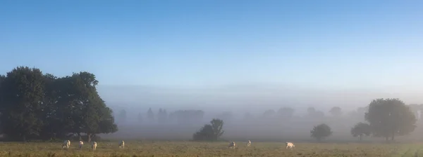 Vacas brancas na manhã enevoada na Bretanha central perto do parque natural darmorique na frança — Fotografia de Stock