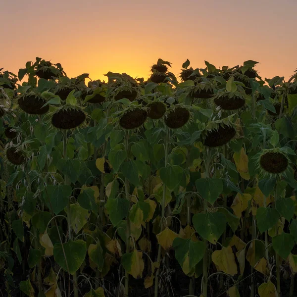 Dunkle Sonnenblumen und farbenfroher Himmel der untergehenden Sonne — Stockfoto