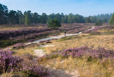 Fotoğrafçılar ve ağaçlar mavi yaz gökyüzü altında ve Hollanda 'nın zeist yakınlarındaki fundalıkta renkli mor bir funda