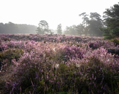Hollanda 'nın zeist yakınlarındaki fundalıkta renkli mor fundalık ve çam ağaçları