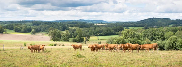 Vacas limusinas se paran juntas en la hierba del prado de verano en el campo cerca de limoges en Francia —  Fotos de Stock