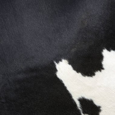 Siyah beyaz benekli ineğin gizlenmesi