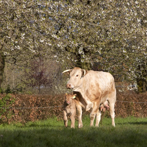春天的草地上，牛群和牛犊在蓝天下开花结果 — 图库照片
