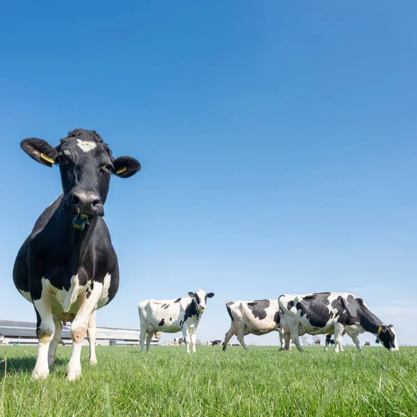 Vacas pretas e brancas manchadas no prado verde perto da fazenda na província holandesa da Zelândia — Fotografia de Stock