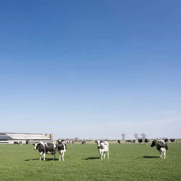 Černé a bílé tečkované krávy na zelené louce v blízkosti farmy v holandské provincii Zeeland — Stock fotografie