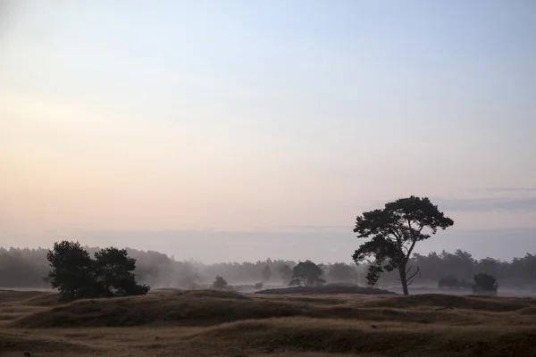 Névoa matinal na paisagem perto de utrecht — Fotografia de Stock
