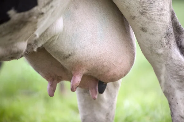 Udder of black and white cow in meadow — Stock Image Udder of black and white cow in meadow Royalty Free Stock Images