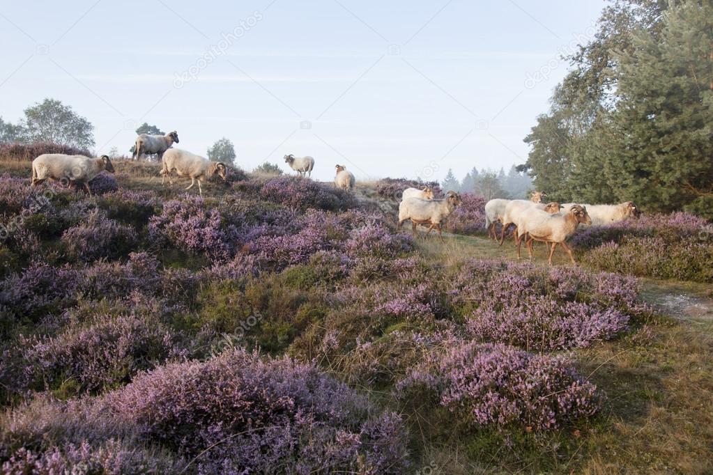 sheep on purple blooming heather