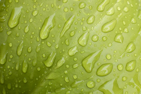 Folha verde com gotas de chuva — Fotografia de Stock