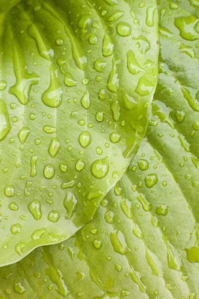 Gröna blad med droppar av regn — Stockfoto