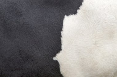 siyah-beyaz cow hide bir parçası