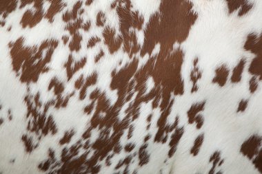 Kırmızı ve beyaz cow hide bir parçası
